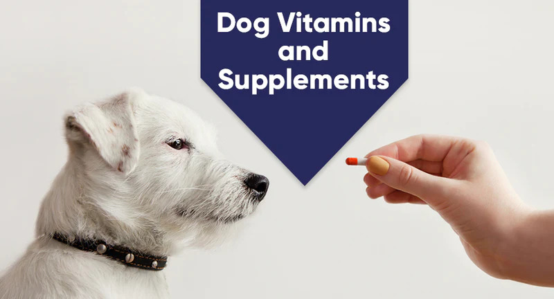 Best Dog Vitamins